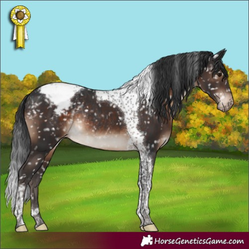 Horse Color:Brown Tobiano Appaloosa Rabicano 