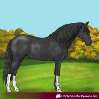 Horse Color:Black 
