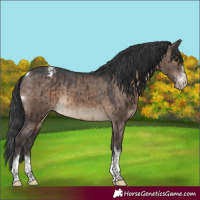 Horse Color:Brown Dun Sabino Tobiano Appaloosa Brindle