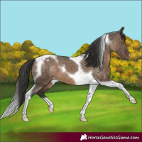 Horse Color:Brown Dun Tobiano Varnish 
