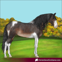 Horse Color:White Spotted Brown Tobiano Varnish