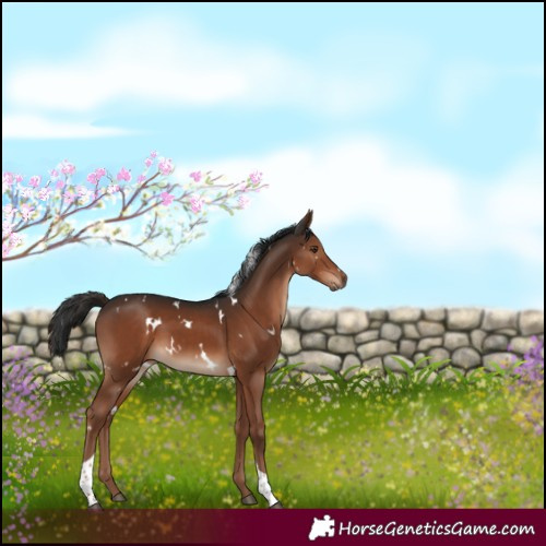 Horse Color:White Spotted Liver Chestnut Tobiano 