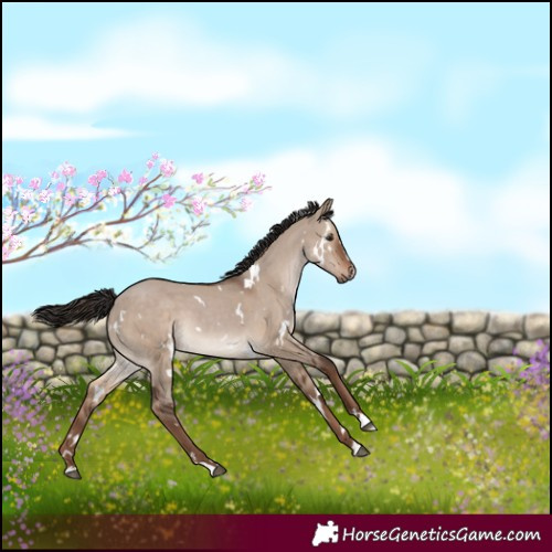 Horse Color:White Spotted Liver Red Dun 