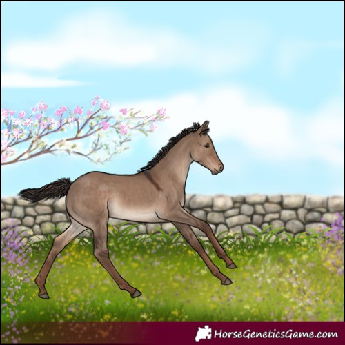 Horse Color:White Spotted Liver Red Dun 