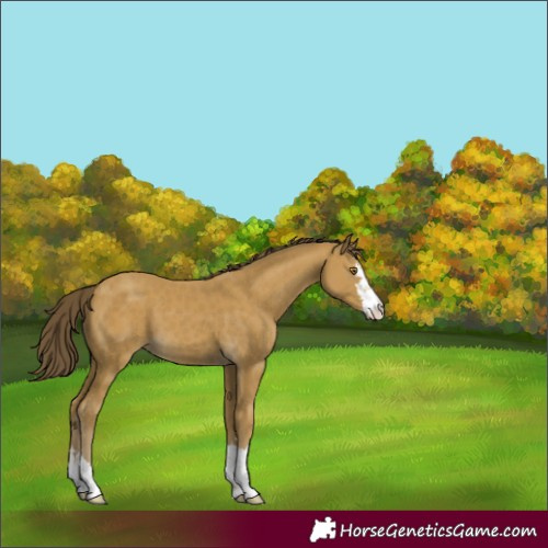 Horse Color:Classic Cream Champagne 
