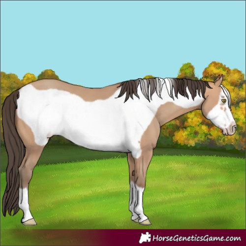 Horse Color:Amber Champagne Frame 