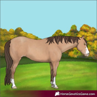 Horse Color:Amber Champagne