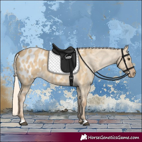 Horse Color:Palomino Dun Appaloosa 
