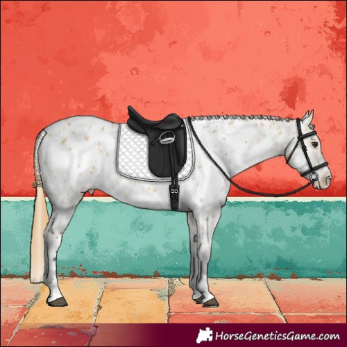 Horse Color:Buckskin Dun Appaloosa 