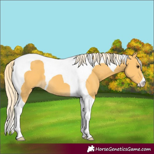 Horse Color:Palomino Tobiano 