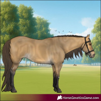 Horse Color:Buckskin Dun 