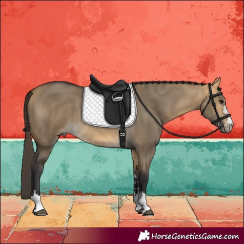 Horse Color:Buckskin Dun 
