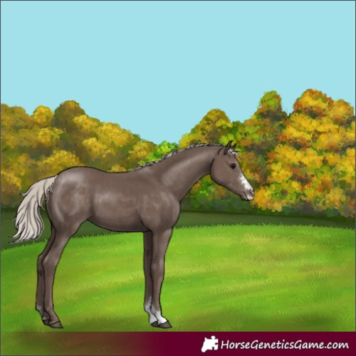 Horse Color:Silver Black 
