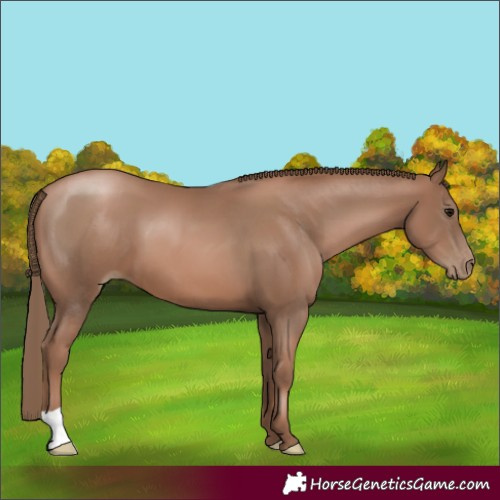 Horse Color:Black Pearl