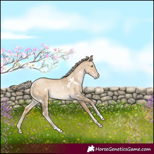 Horse Color:White Spotted Chocolate Palomino Pearl Dun Rabicano 