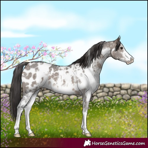 Horse Color:White Spotted Brown Dun Sabino Blanket 