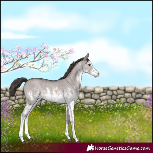 Horse Color:Platinum White Spotted Liver Red Dun Sabino 