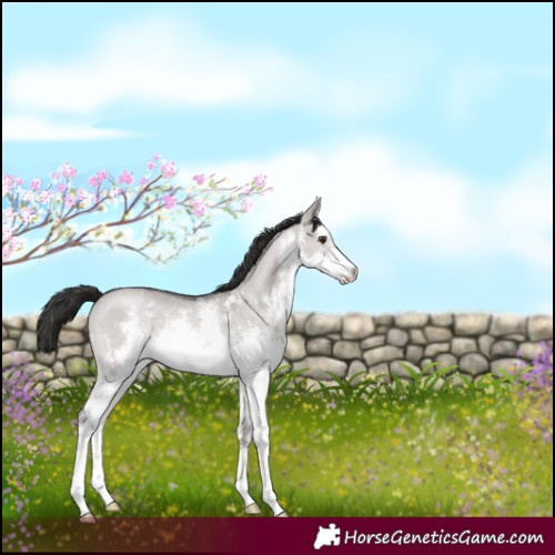Horse Color:Platinum White Spotted Liver Red Dun Sabino 