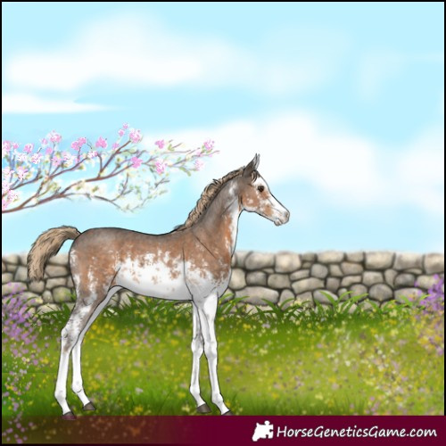 Horse Color:White Spotted Chocolate Palomino Sabino 