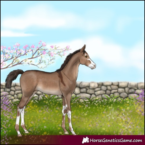 Horse Color:Liver Red Dun Splash 