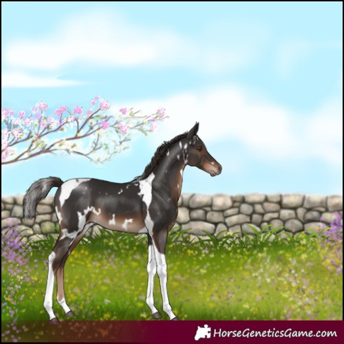 Horse Color:White Spotted Liver Chestnut Tobiano 