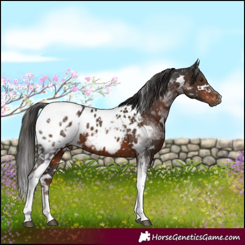 Horse Color:Gray White Spotted Liver Chestnut Tobiano Appaloosa 