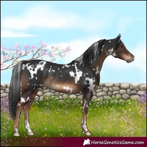 Horse Color:Gray White Spotted Liver Chestnut Appaloosa Rabicano 
