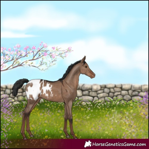Horse Color:Liver Red Dun Appaloosa 