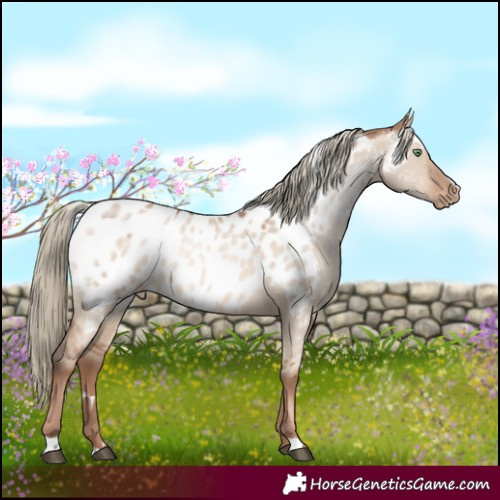 Horse Color:White Spotted Liver Red Dun Pearl Mushroom Near Leopard Rabicano 