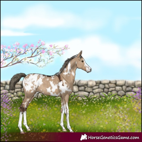 Horse Color:Gray White Spotted Liver Red Dun Mushroom Appaloosa Rabicano 