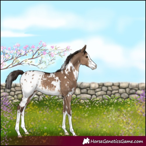 Horse Color:White Spotted Liver Red Dun Blanket 
