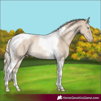 Horse Color:Cremello Tobiano Rabicano 