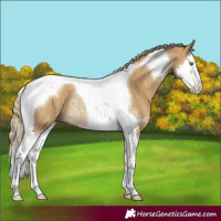 Horse Color:Chocolate Palomino Dun Sabino Splash Tobiano Rabicano 