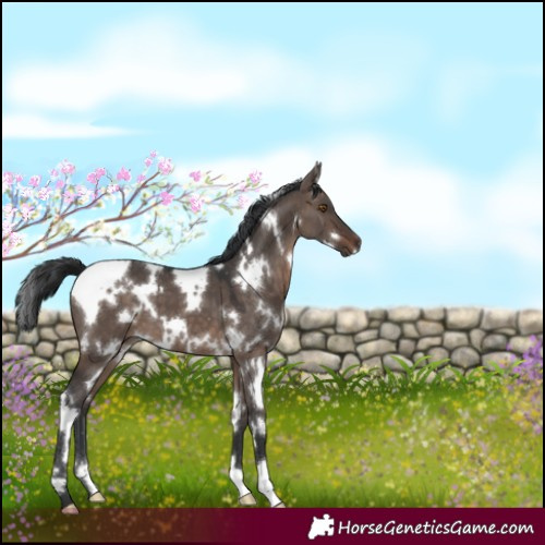 Horse Color:White Spotted Brown Dun Mushroom 