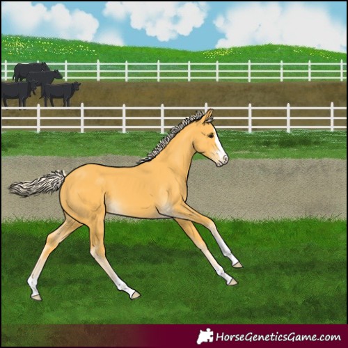 Horse Color:Palomino 