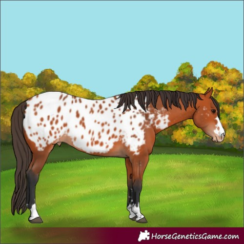 Horse Color:Bay Near Leopard 