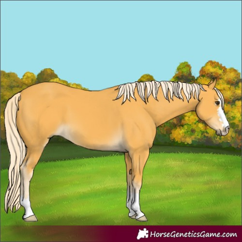 Horse Color:Palomino 