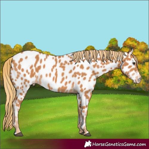 Horse Color:Chestnut Near Leopard 