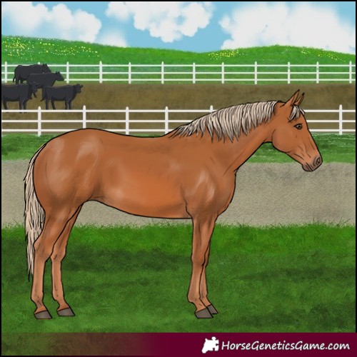 Horse Color:Chestnut 