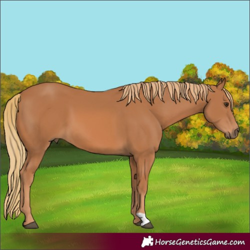 Horse Color:Chestnut 