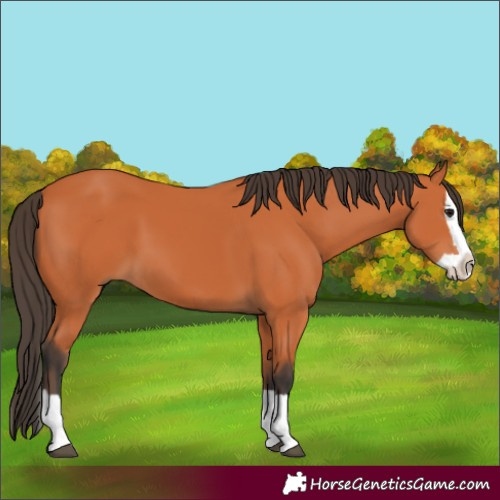 Horse Color:Bay Splash 
