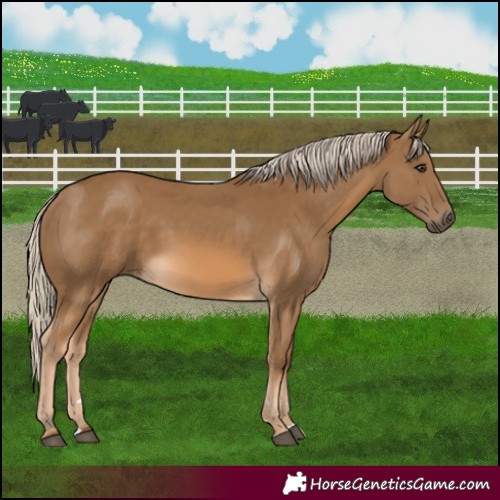 Horse Color:Chocolate Palomino 
