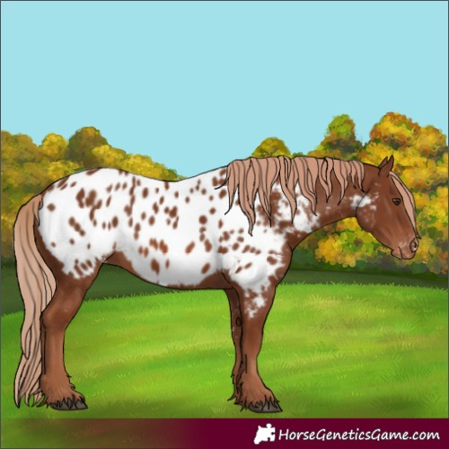 Horse Color:Chestnut Sabino Near Leopard 