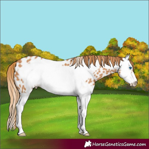 Horse Color:Chestnut Splash Frame Leopard 