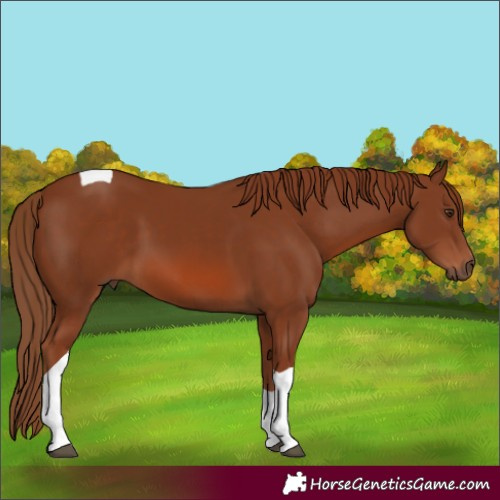 Horse Color:Chestnut Tobiano 