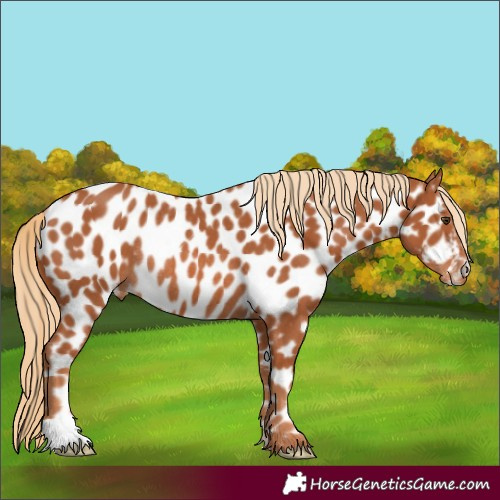 Horse Color:Chestnut Near Leopard Rabicano 