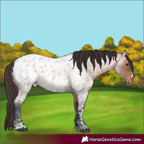 Horse Color:Bay Ice Roan Blanket 