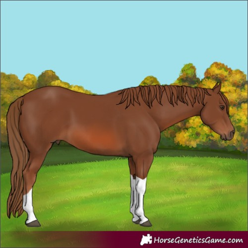 Horse Color:Chestnut Tobiano 