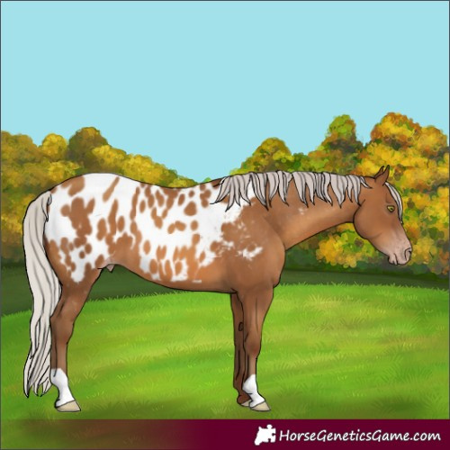 Horse Color:Gray Silver Amber Champagne Near Leopard 