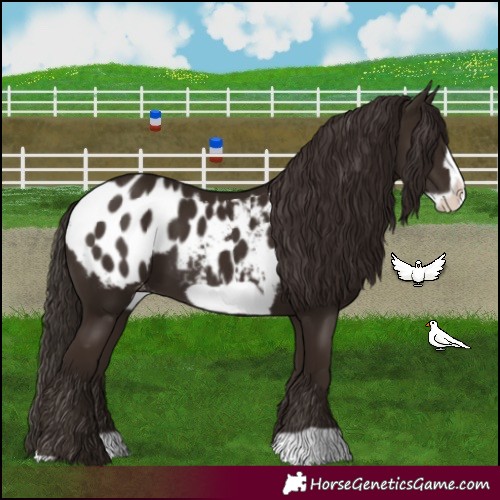 Horse Color:Liver Chestnut Frame Blanket 